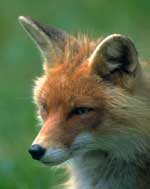 fuchs