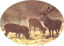 WebSite Wildpark-Eekholt