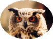 Unsere Tiere