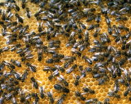 Bild der Honigbiene