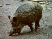 Bild vom Wildschwein