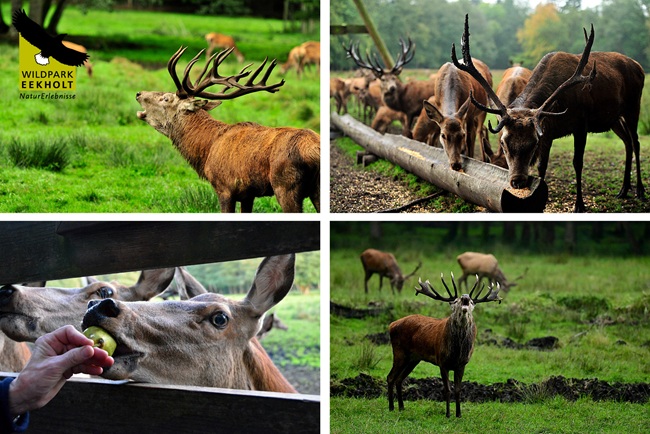 Rotwildbrunft im Wildpark Eekholt