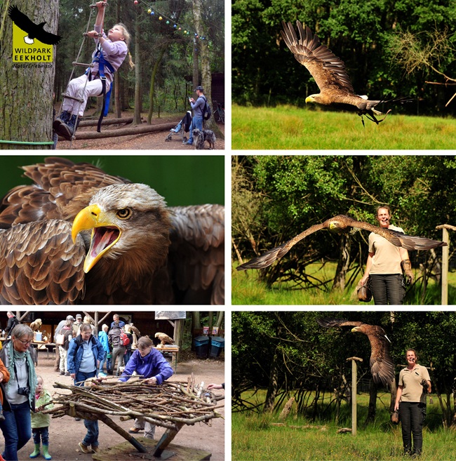 Faszination Seeadler